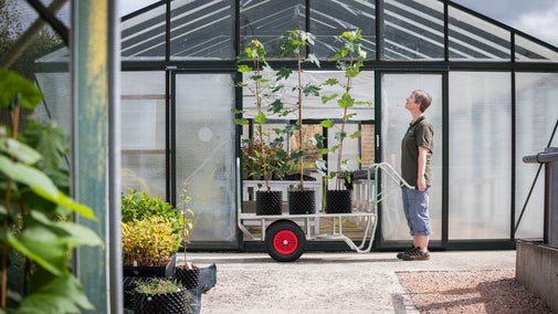 Three potted Sycamore Gap saplings being wheeled on a trolley by a female gardener